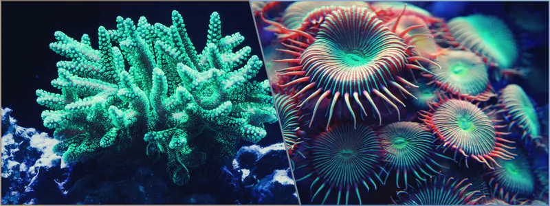 Discover How 3D Printing Can Be Harnessed To Save Coral Reefs | Cad Crowd