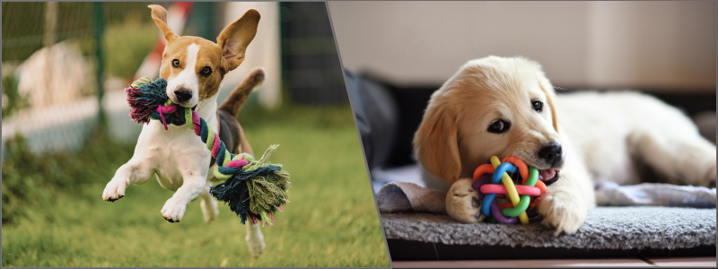 pet toy design experts | Cad Crowd pet toy design experts