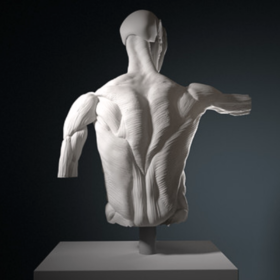 3D sculpting human anatomy study